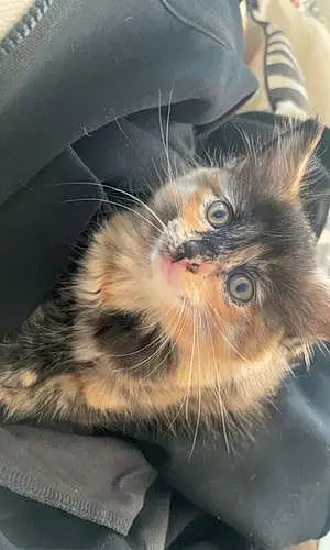 Persian Cat Hazel