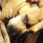 Dog, Eyes, Carnivore, Dog breed, Jaw, Ear, Whiskers, Working Animal, Companion dog, Fawn, Terrestrial Animal, Snout, Canidae, Furry friends, Paw, Big Cats, Fang, Wrinkle, Liver