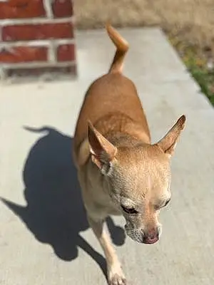 Name Chihuahua Dog Chuy