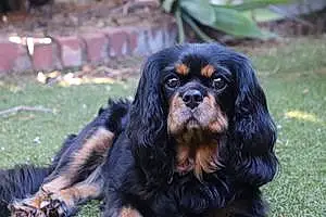 Name Cavalier King Charles Spaniel Dog Indi