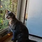 Plant, Window, Felidae, Cat, Small To Medium-sized Cats, Carnivore, Fawn, Whiskers, Tail, Terrestrial Animal, Snout, Sculpture, Dog breed, Art, Domestic Short-haired Cat, Metal, Pet Supply, Tree, Furry friends