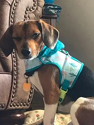 Name Beagle Dog Cinch