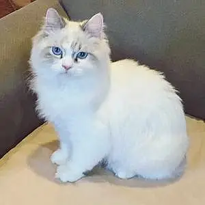 Name Persian Cat Krystal
