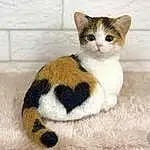 Cat, Small To Medium-sized Cats, Felidae, Whiskers, American Wirehair, Domestic Short-haired Cat, Kitten, Aegean cat, Carnivore, European Shorthair, Tabby cat, Scottish Fold, Japanese Bobtail, Polydactyl Cat, Furry friends, Asian dog, Munchkin, Fawn, Tail