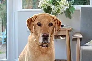 Name Labrador Retriever Dog Barley