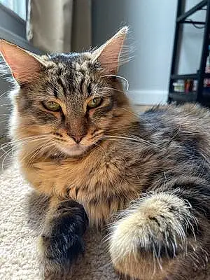 Name Maine Coon Cat Dior