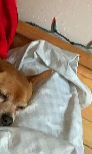 Name Chihuahua Dog Fox