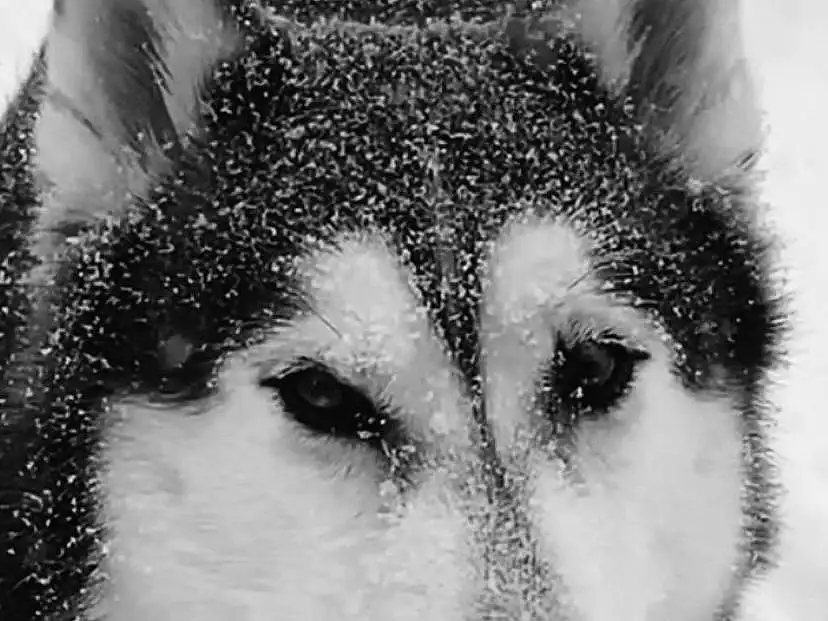 Head, Dog, Eyes, Dog breed, Carnivore, Whiskers, Snow, Style, Sled Dog, Wolf, Art, Snout, Illustration, Black & White, Canidae, Monochrome, Canis, Terrestrial Animal, Furry friends, Painting