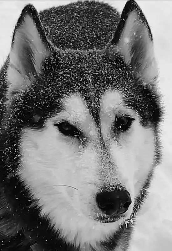 Head, Dog, Eyes, Dog breed, Carnivore, Whiskers, Snow, Style, Sled Dog, Wolf, Art, Snout, Illustration, Black & White, Canidae, Monochrome, Canis, Terrestrial Animal, Furry friends, Painting