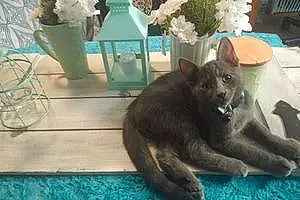 Name Russian Blue Cat Grey