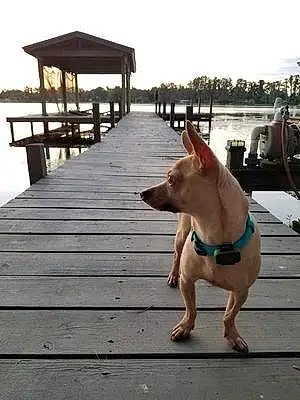 Name Chihuahua Dog Conner