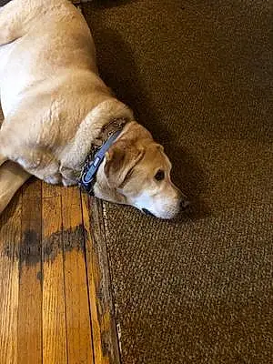 Name Labrador Retriever Dog Bart