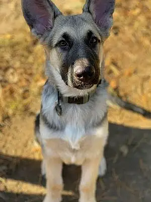 Name German Shepherd Dog Jagger