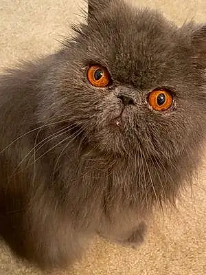 Name Persian Cat Bama