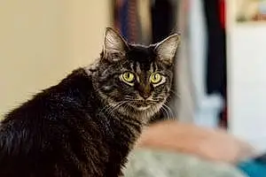 Name Oriental Longhair Cat Anastasia