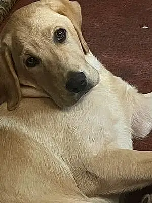 Name Labrador Retriever Dog Dude