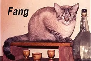 Name Siamese Cat Fang