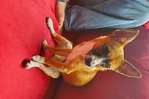 Name Chihuahua Dog Conan