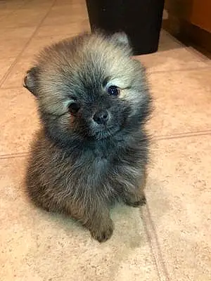 Name Pomeranian Dog Knight