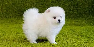 Name Pomeranian Dog Jenny
