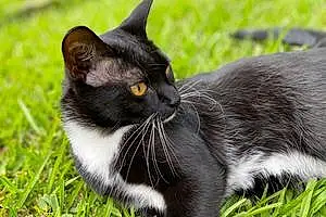 Name European Shorthair Cat Bubs
