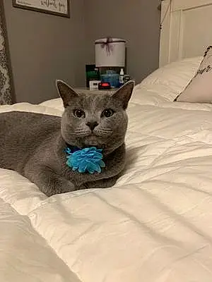 Name Russian Blue Cat Daphne