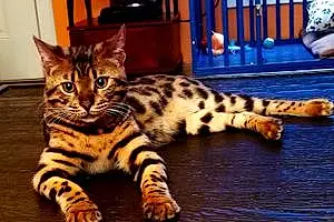 Name Bengal Cat Dalton