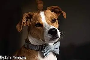 Name Beagle Dog Henny