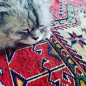 Name Persian Cat Dandy