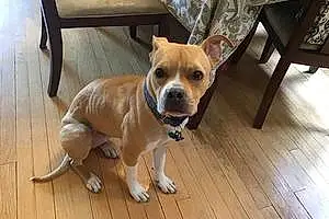Name Pitt Bull Terrier Dog Junebug