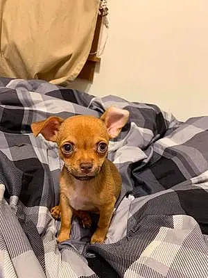 Name Chihuahua Dog Flip