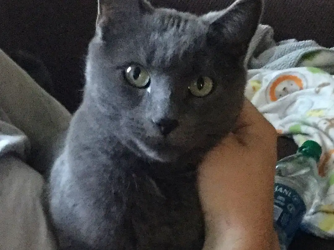 Cat, Small To Medium-sized Cats, Felidae, Russian blue, Carnivore, Korat, Chartreux, Whiskers, Nebelung, Domestic Short-haired Cat, British Shorthair, German Rex, Burmese, Asian dog, Black cats