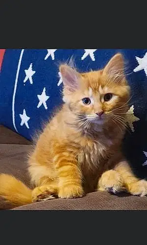 Name Maine Coon Cat Donald