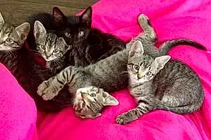 Name Cat Kittens