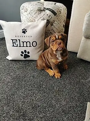 Name Bulldog Dog Elmo