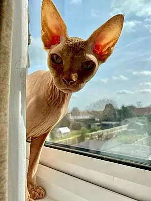 Sphynx Cat Dobby
