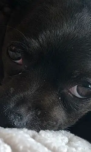 Name Chihuahua Dog Bruiser
