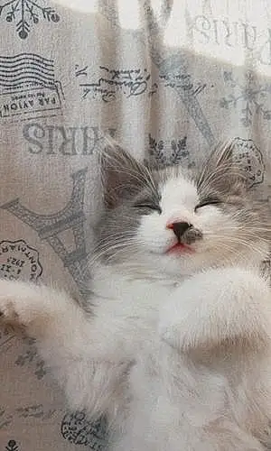 Name Oriental Longhair Cat Chunky