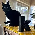 Cat, Carnivore, Felidae, Yellow, Small To Medium-sized Cats, Whiskers, Bombay, Window, Wood, Plant, Room, Domestic Short-haired Cat, Tail, Black cats, Comfort Food, Houseplant, Rectangle, Metal, Cuisine
