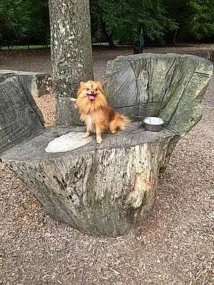 Name Pomeranian Dog King