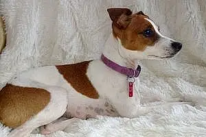 Name Jack Russell Dog Chevelle