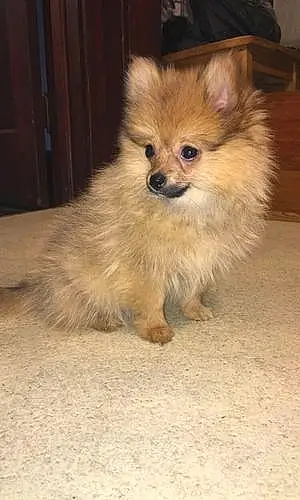 Pomeranian Dog Teddy