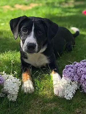 Name Beagle Dog Jill