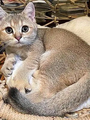 Name British Shorthair Cat Kingston