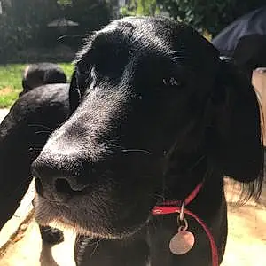 Name Labrador Retriever Dog Fletcher
