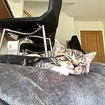 Cat, Small To Medium-sized Cats, Felidae, Whiskers, American Shorthair, Kitten, Tabby cat, Carnivore, Domestic Short-haired Cat, European Shorthair, Asian dog, Room, Bed, Dragon Li, Furry friends, Pixie-bob, Furniture, Comfort