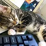 Cat, Small To Medium-sized Cats, Felidae, Whiskers, Tabby cat, Computer Keyboard, American Shorthair, Kitten, Electronic Device, Technology, Carnivore, European Shorthair, Domestic Short-haired Cat, Dragon Li, Computer, Input Device, Mouse, Paw, Furry friends, Asian dog