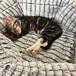 Cat, Small To Medium-sized Cats, Felidae, Furry friends, Dragon Li, European Shorthair, Whiskers, Tabby cat, Nap, Cat Bed, Carnivore, Sleep, Domestic Short-haired Cat, Eyes, Kitten, American Shorthair, Toyger, Paw, Tail, Asian dog