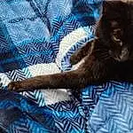 Cat, Felidae, Textile, Comfort, Small To Medium-sized Cats, Carnivore, Whiskers, Tail, Electric Blue, Linens, Pattern, Furry friends, Domestic Short-haired Cat, Human Leg, Bedding, Nap, Black cats, Claw, Tree, Room