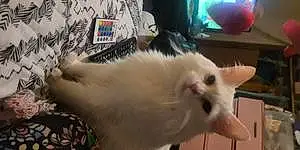 Turkish Angora Cat Mama